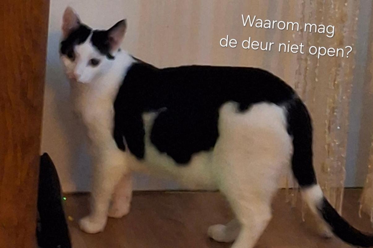 Gijs