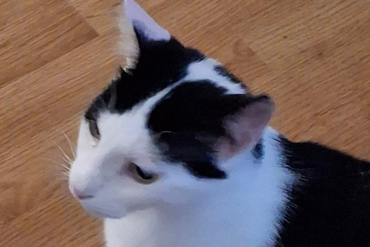 Gijs