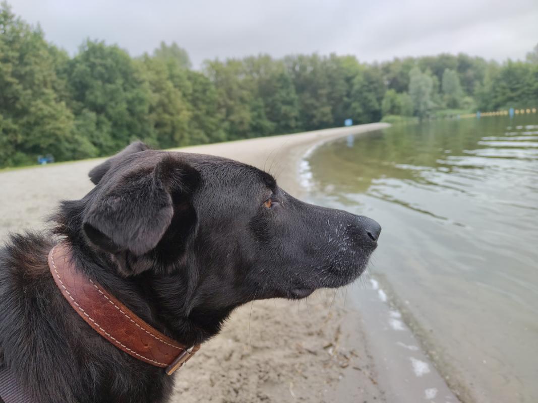 Rex