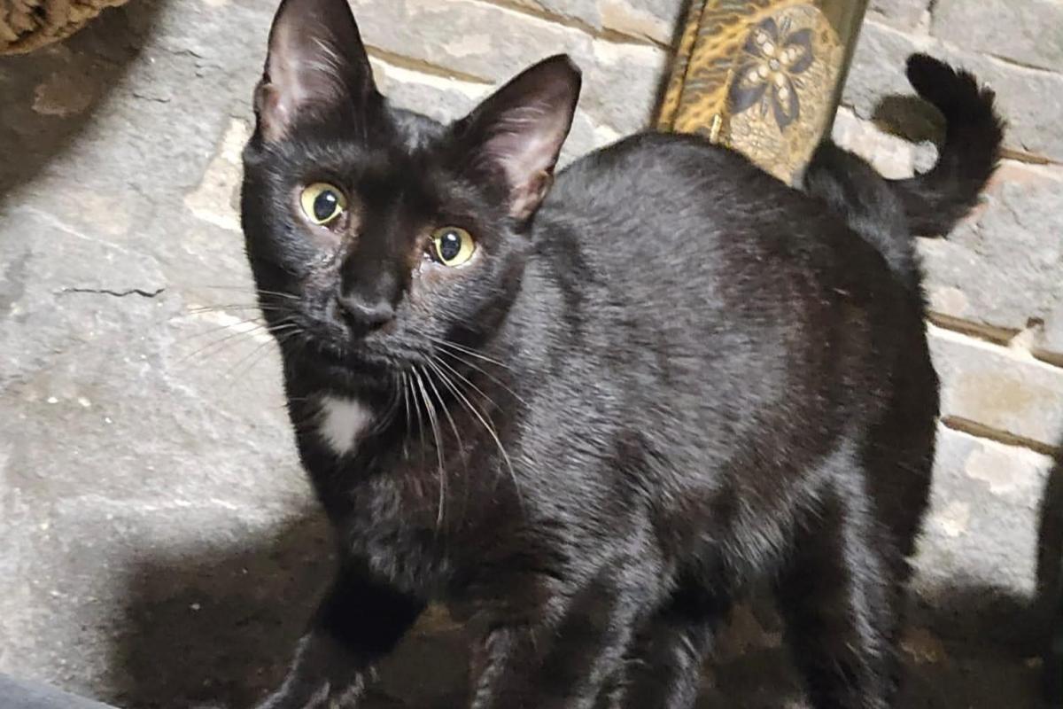 Kiki