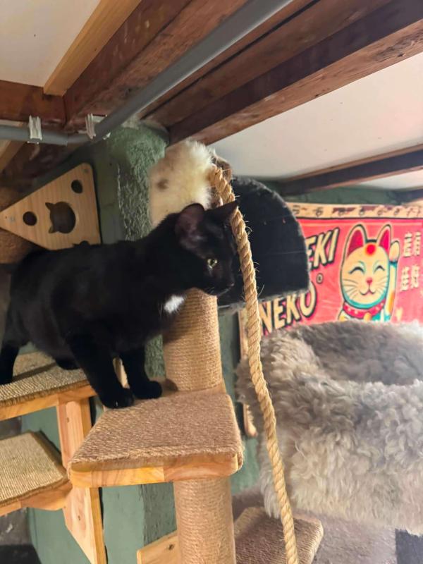 Kiki