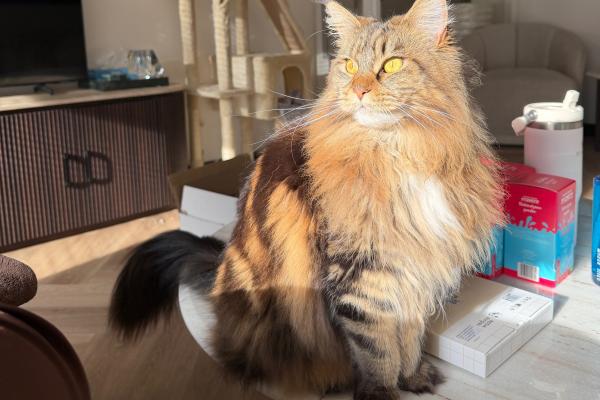 Nala