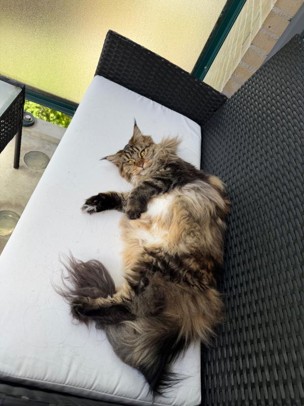 Nala