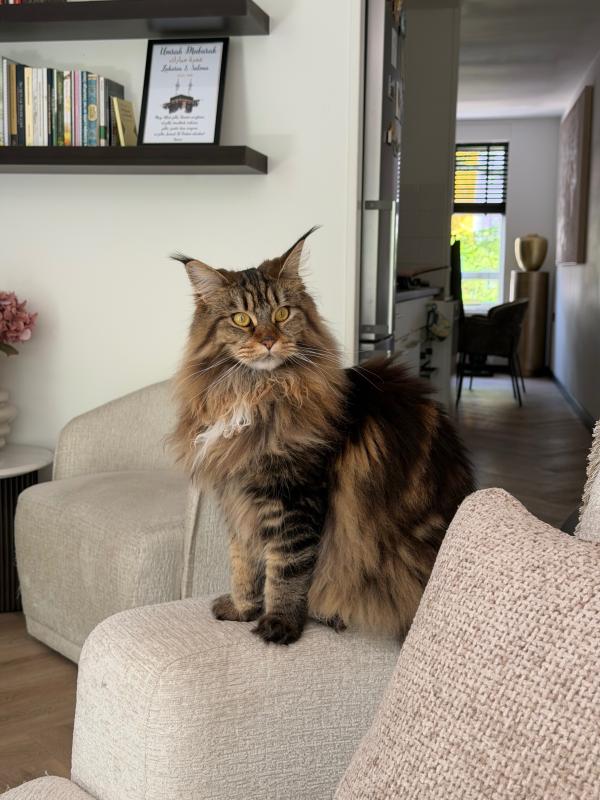 Nala