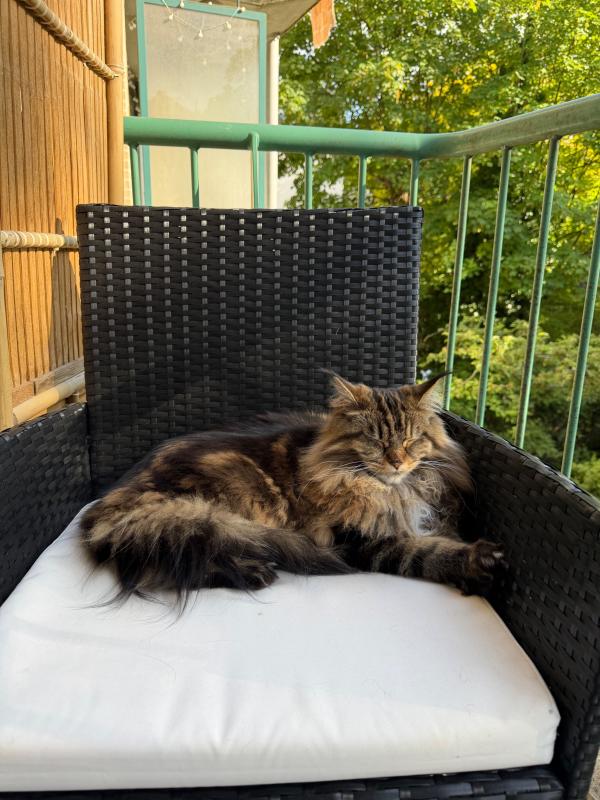 Nala