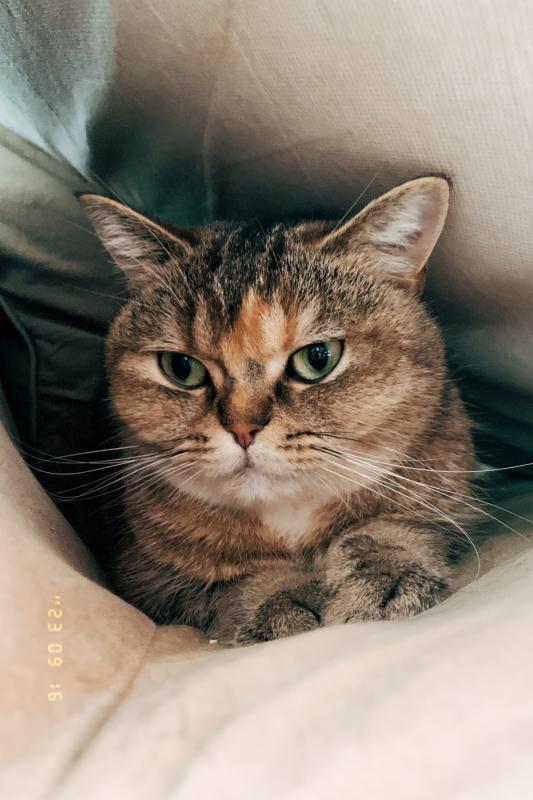 Daisy
