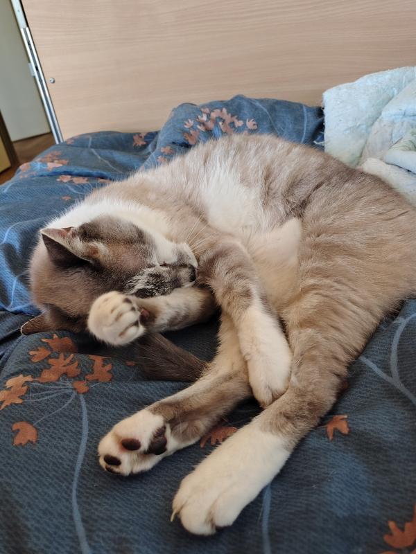 Pumba