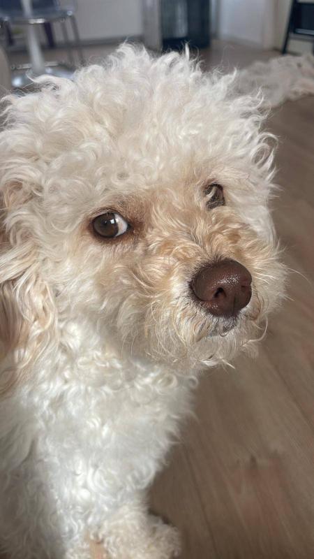 Mochi
