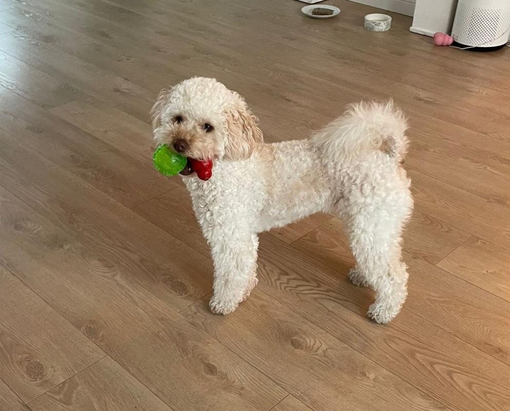 Mochi