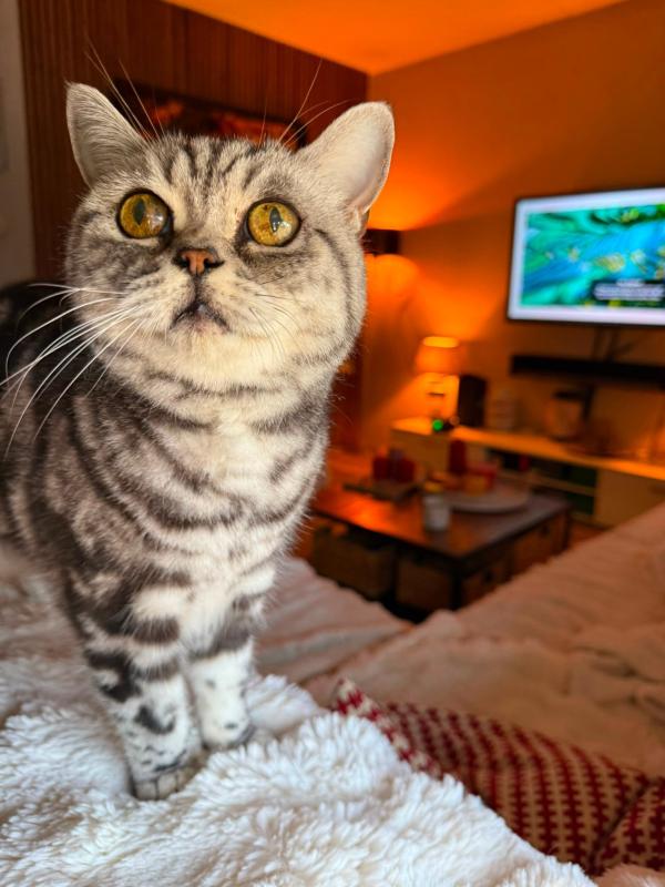 Dexter