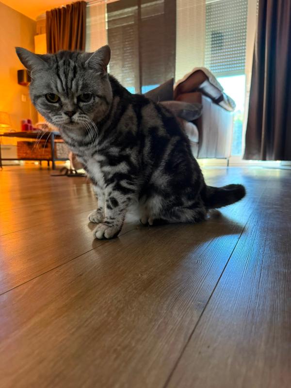 Dexter