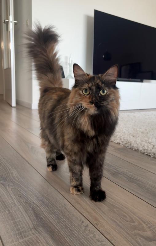 Pip