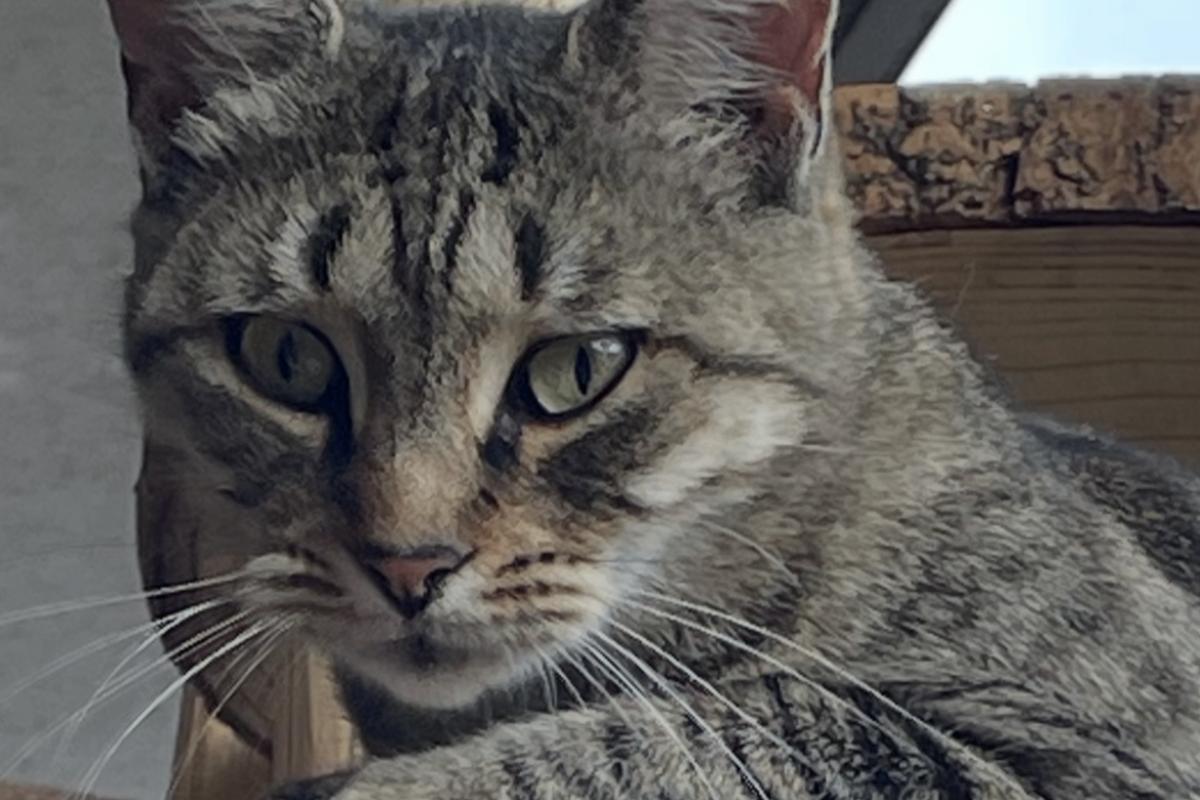 Pip