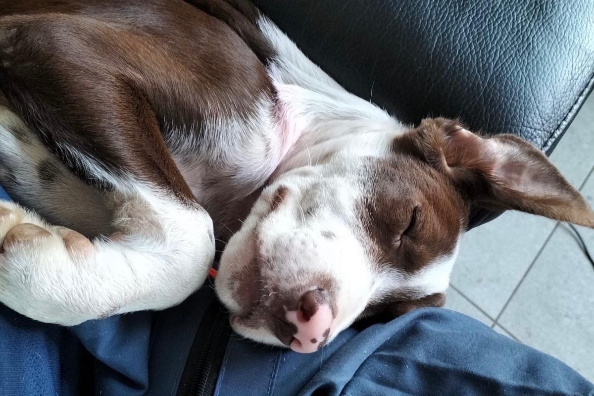 Bonnie