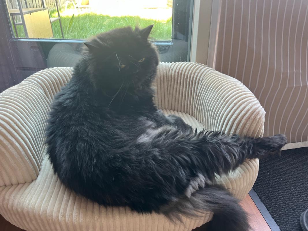 Simba