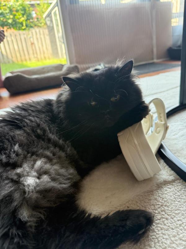 Simba