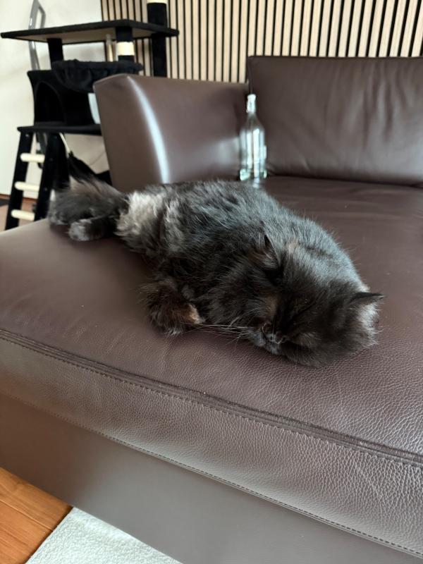 Simba