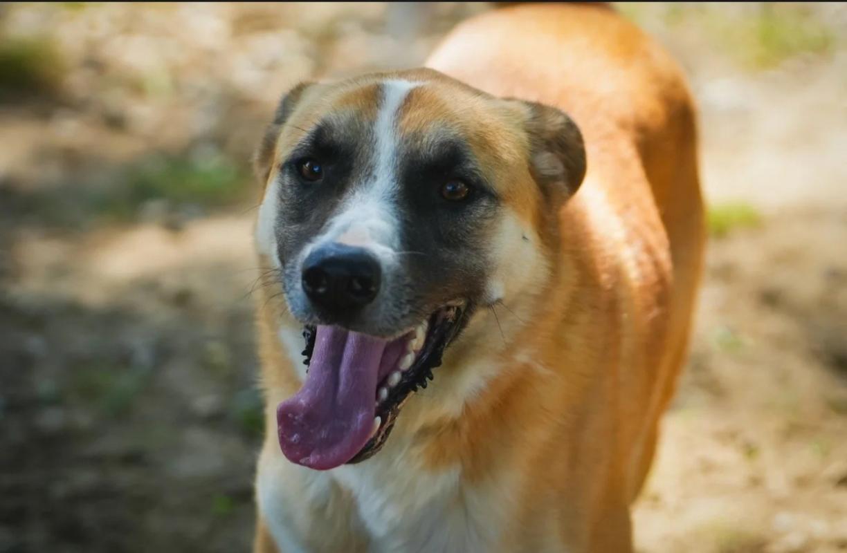 Dobri