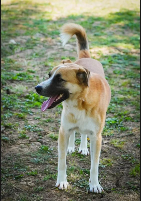 Dobri