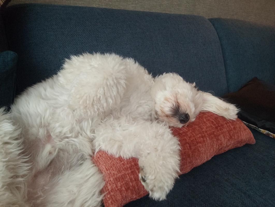 Pip
