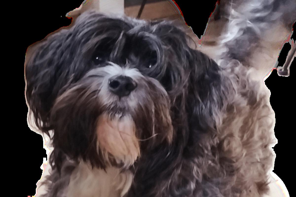 Mizi