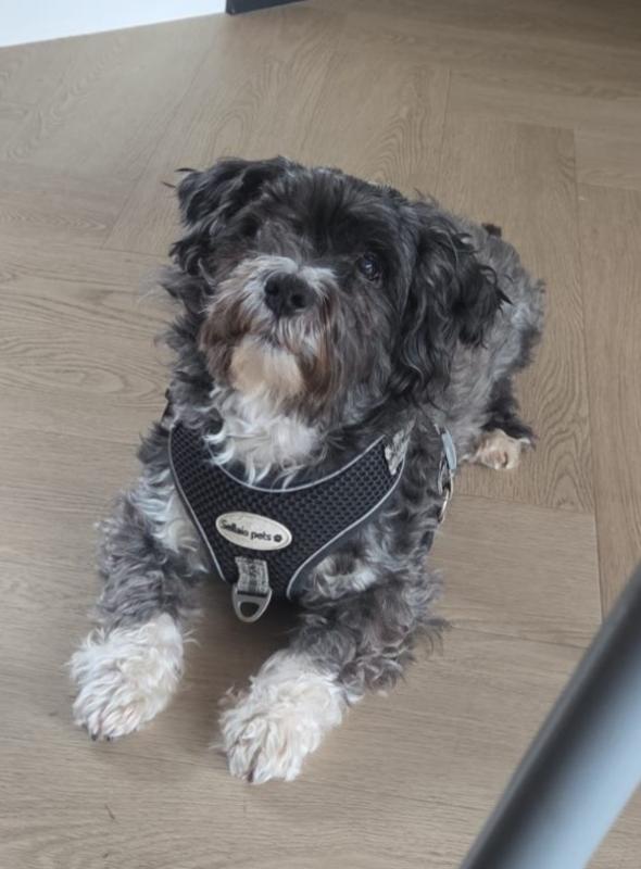 Mizi