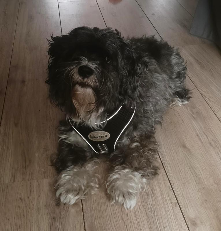 Mizi