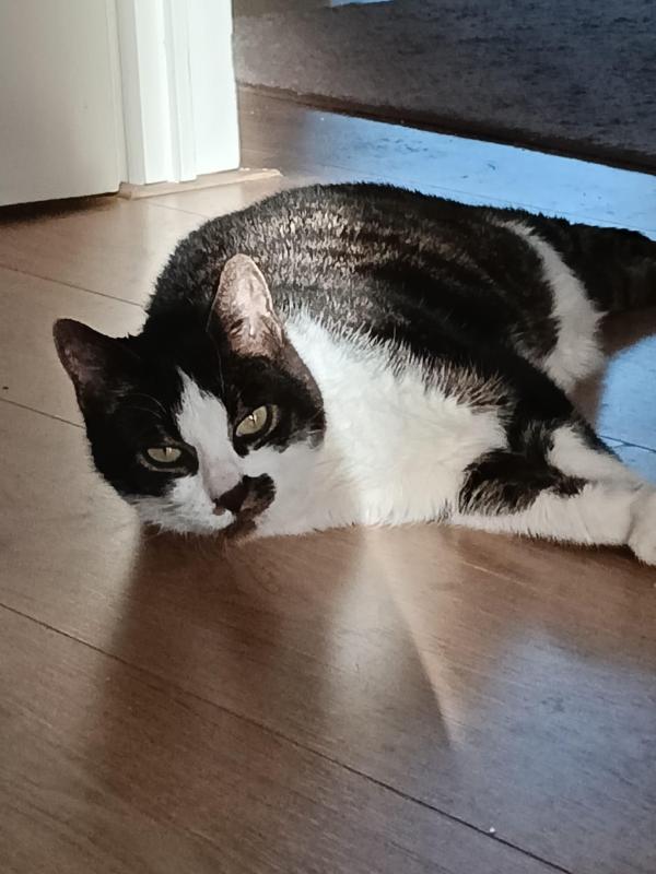 Timmie
