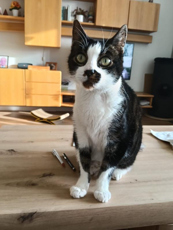 Timmie