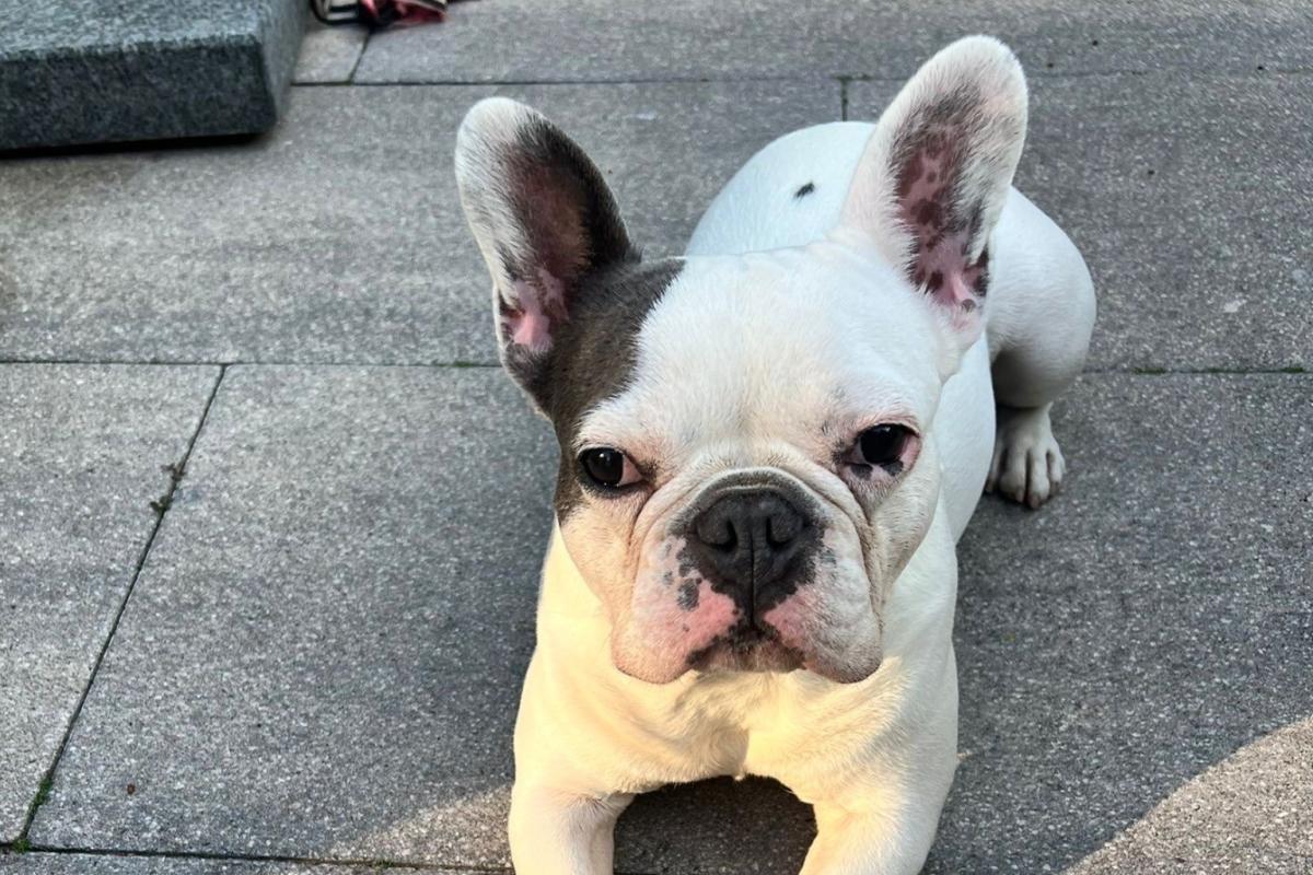 Lila