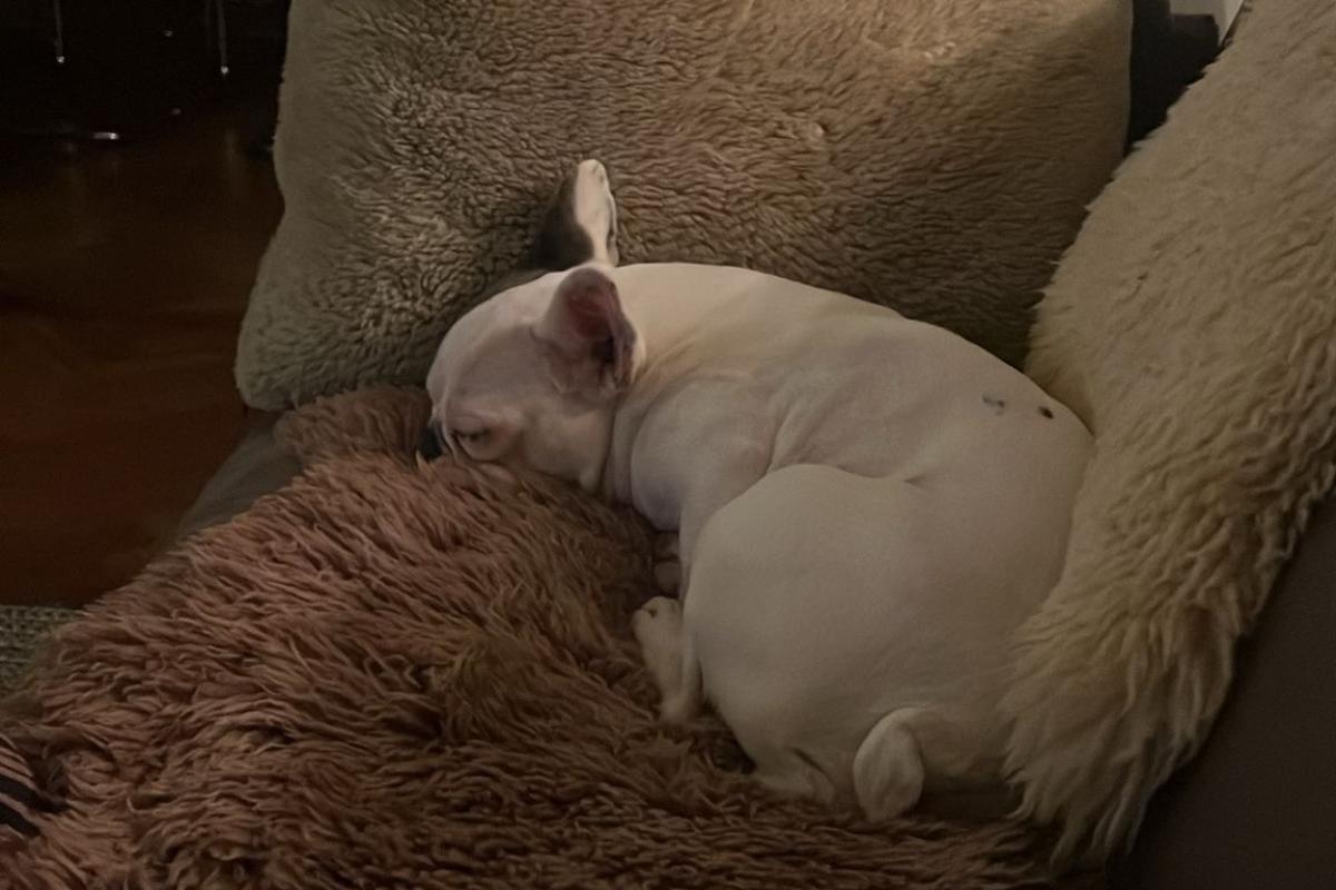 Lila