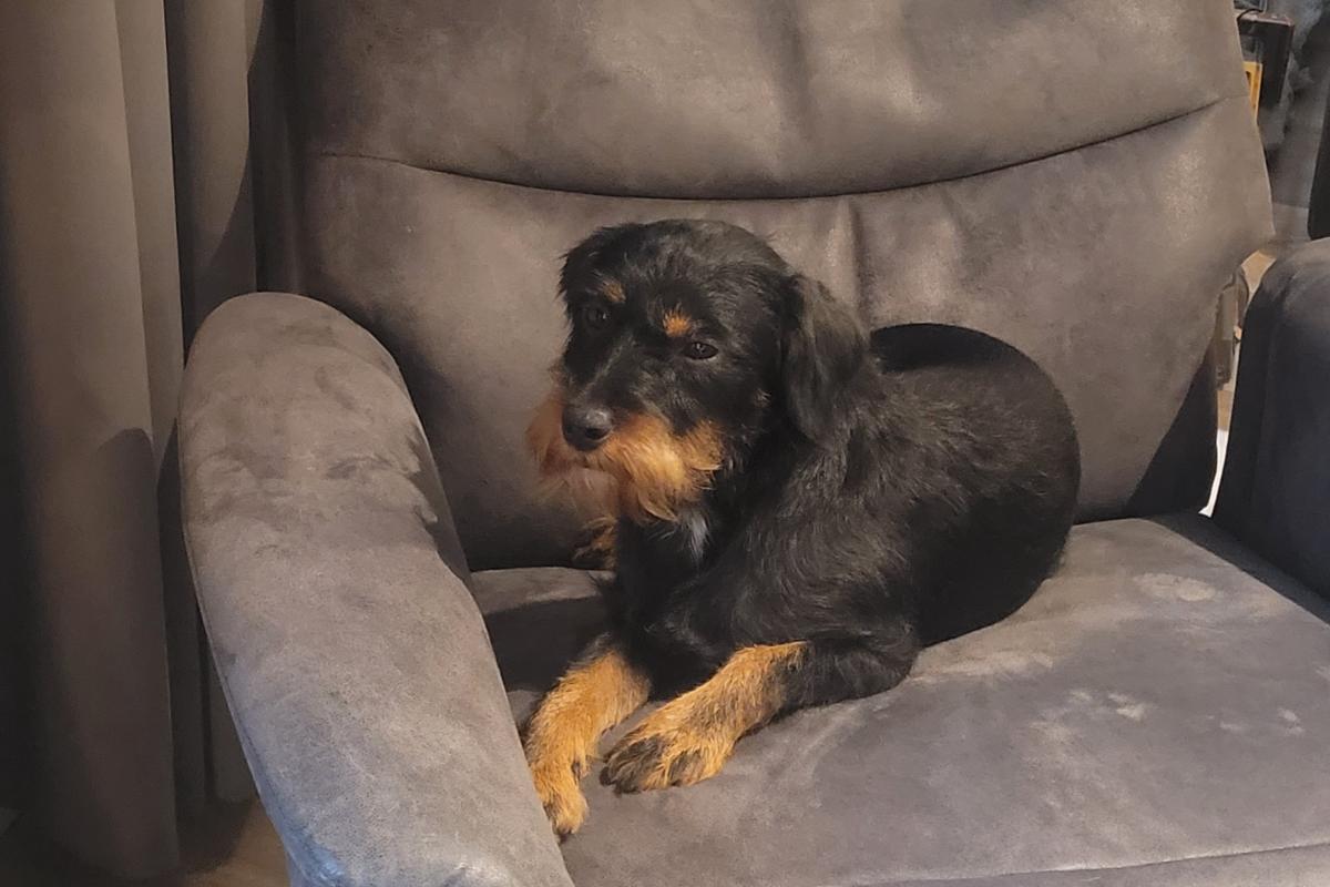 Nala
