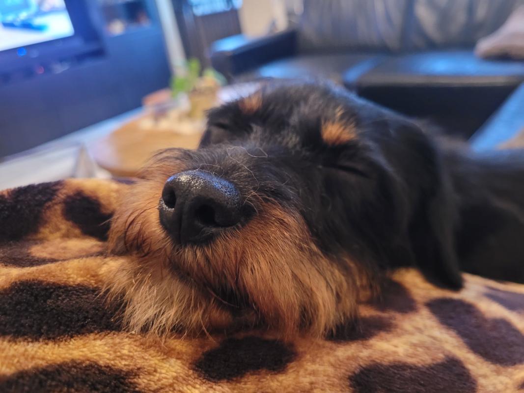 Nala