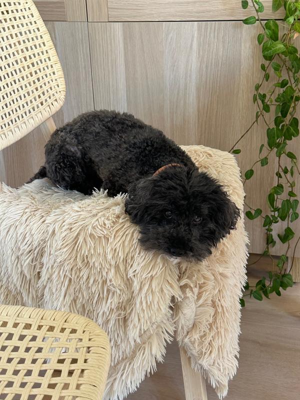 Teddy