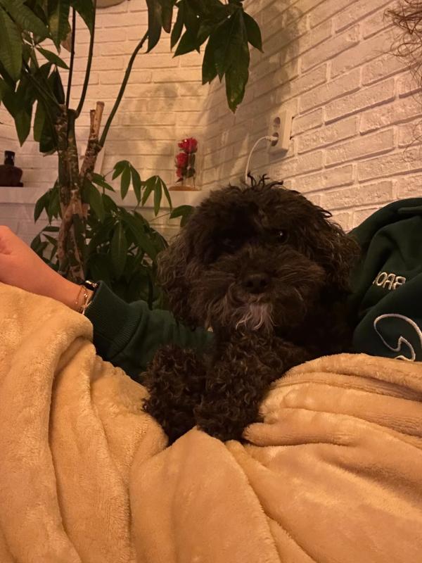 Teddy