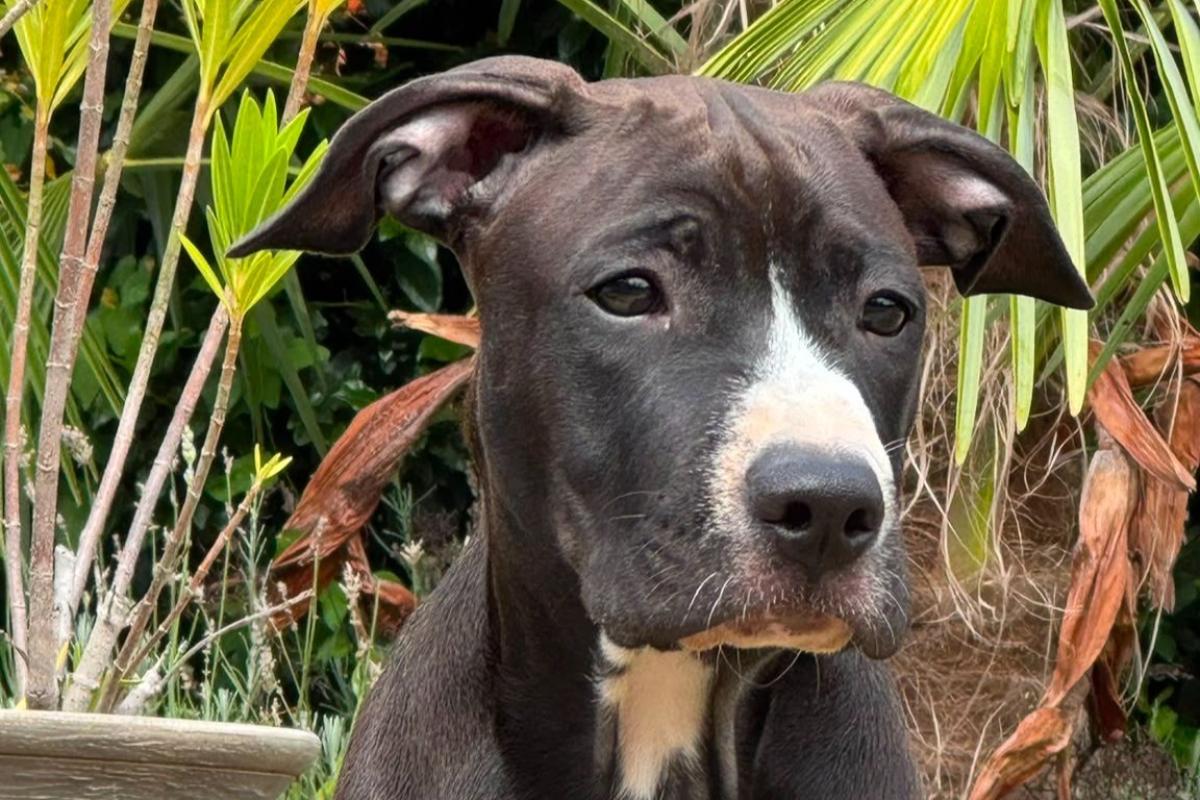Diego