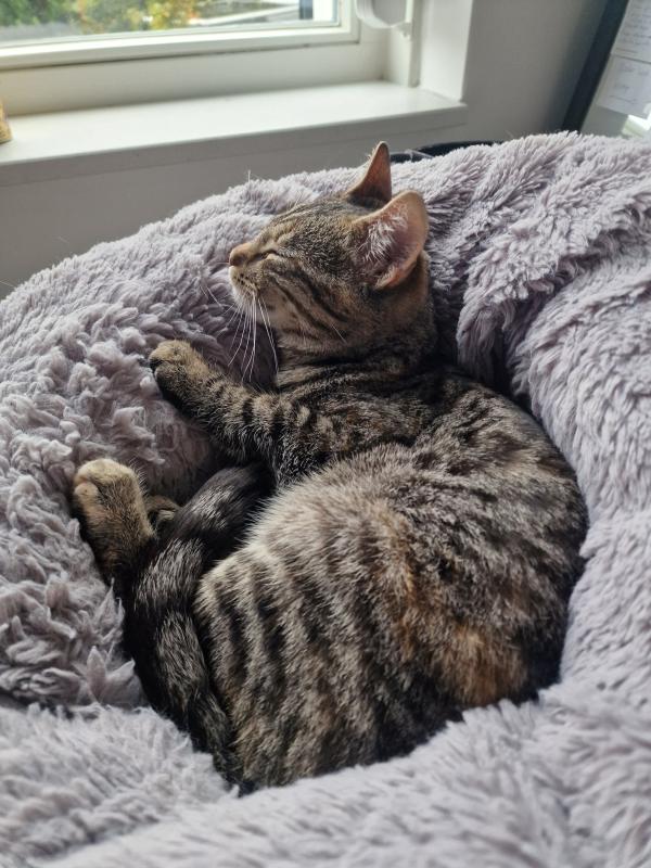 Puk