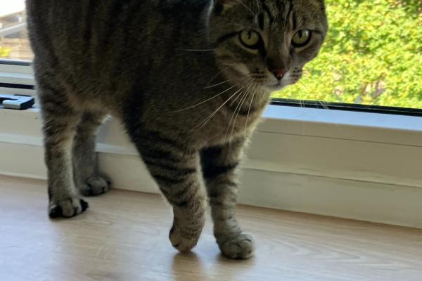 Mieke
