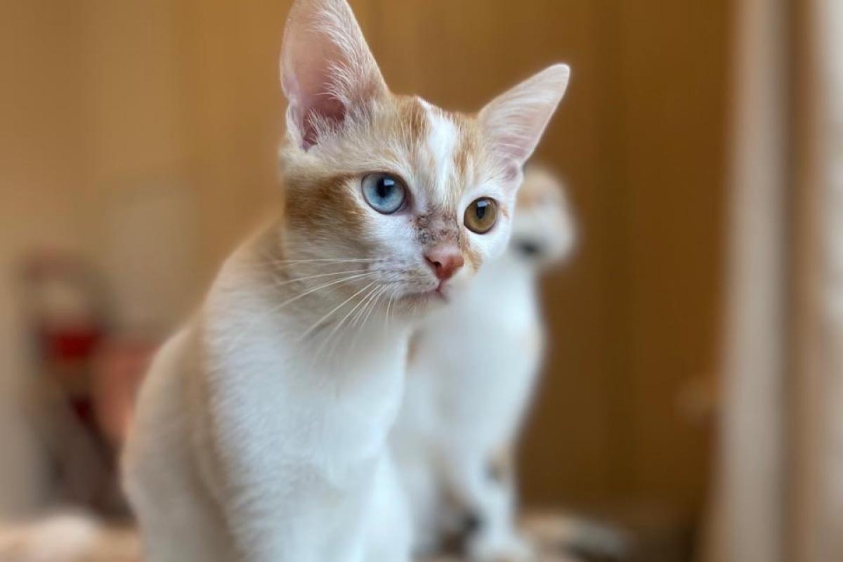 Navi