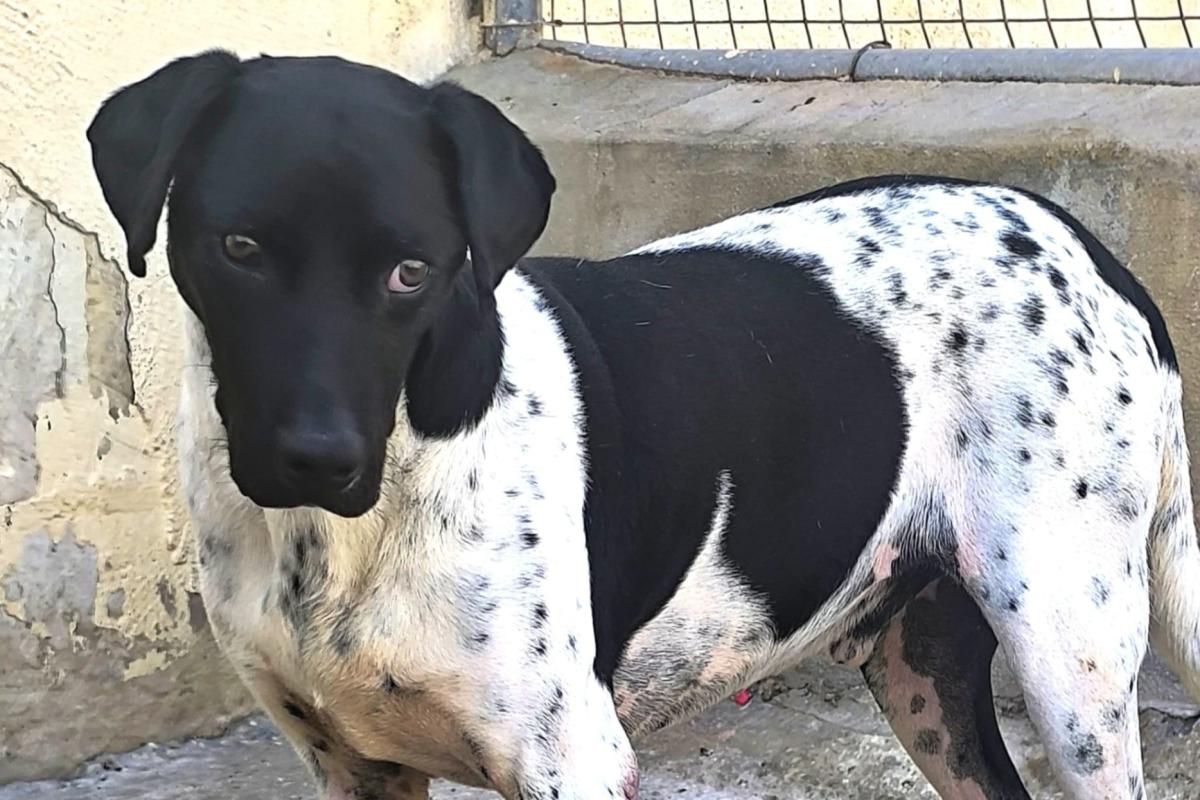 Charlie