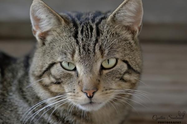 Jax