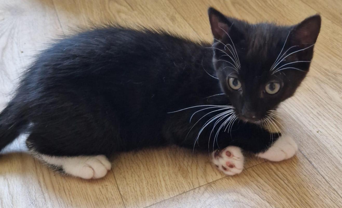 Loki