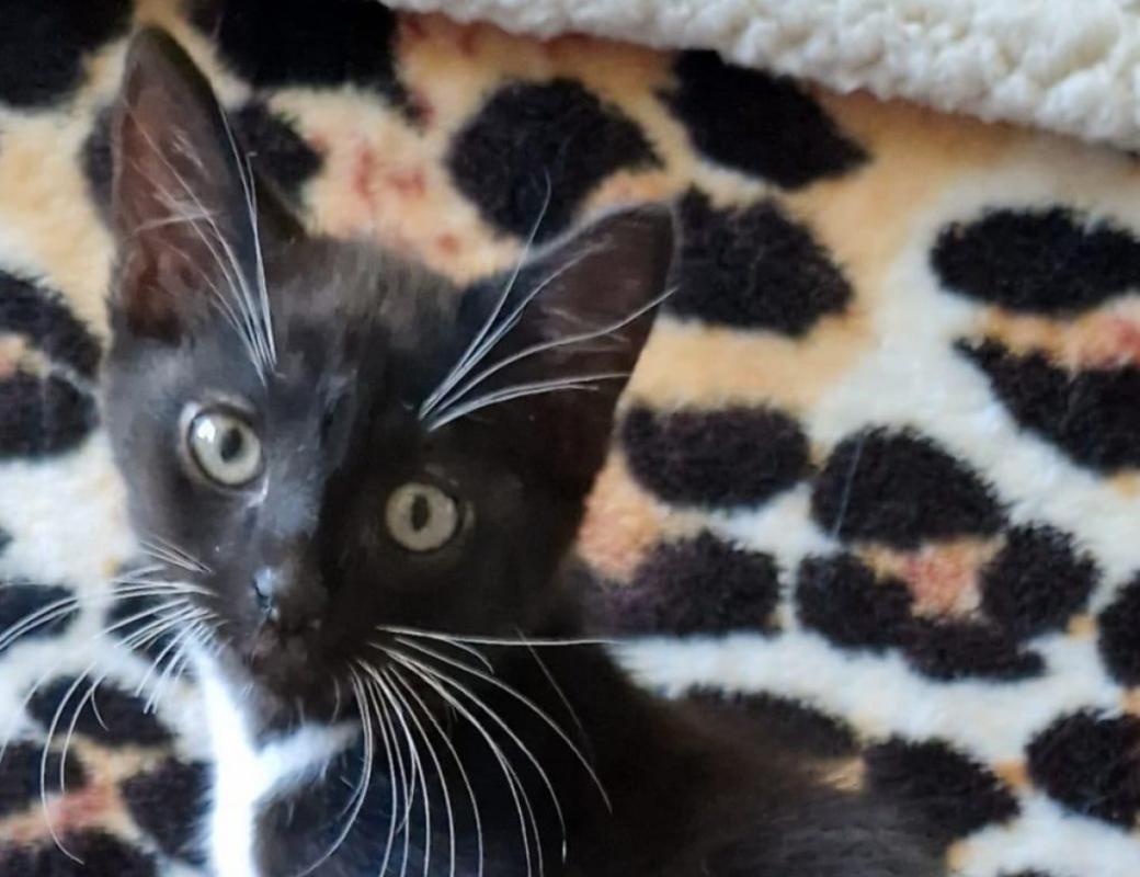 Loki