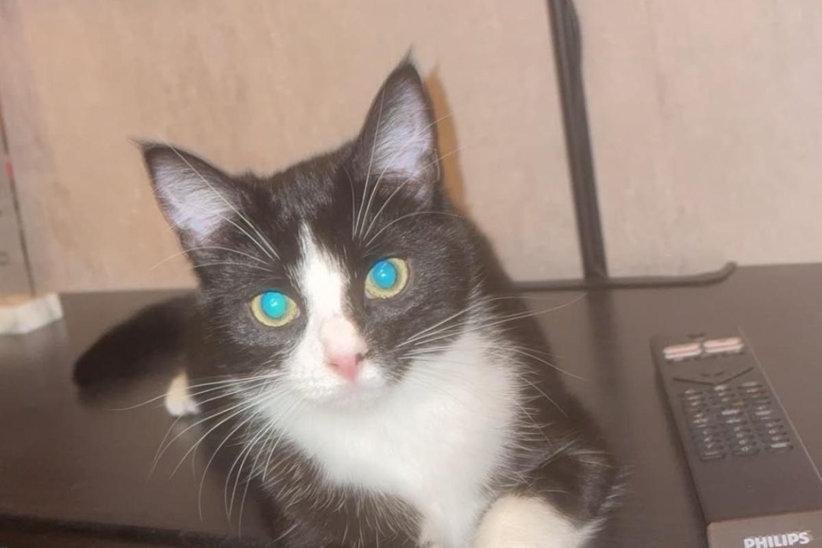 Molly