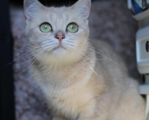 Cece