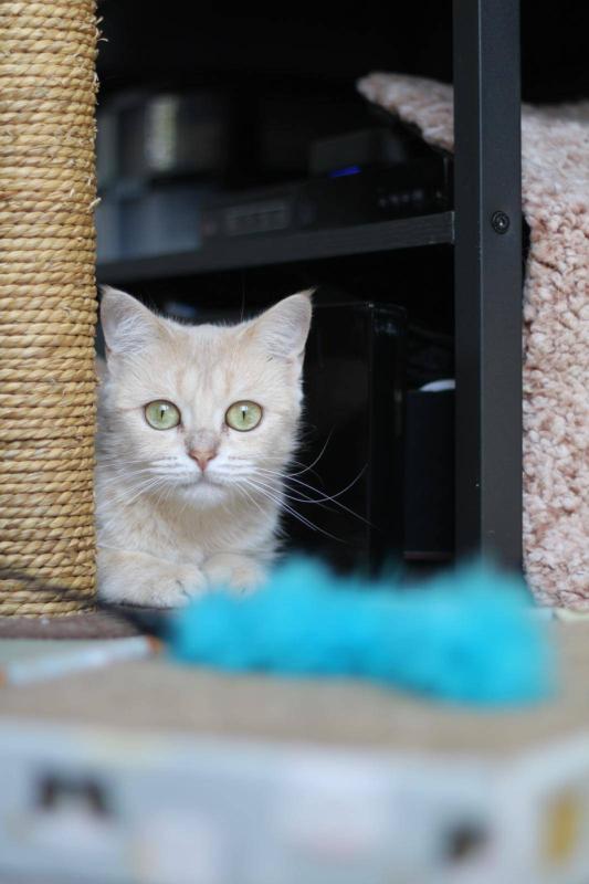 Cece