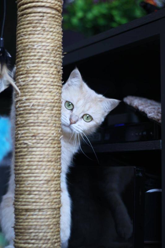 Cece