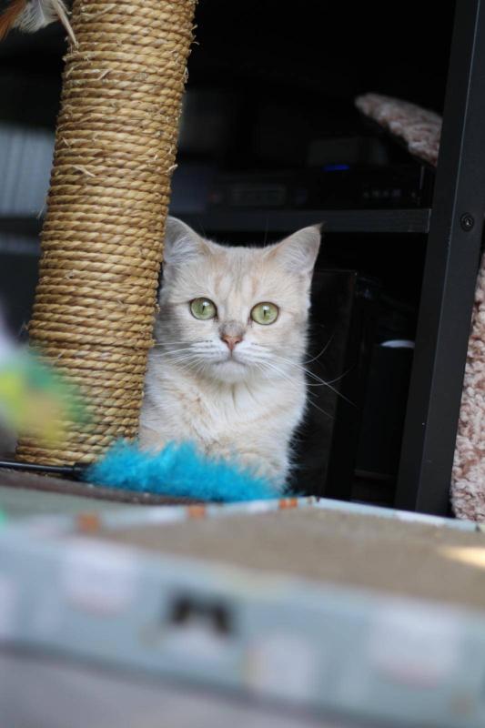 Cece