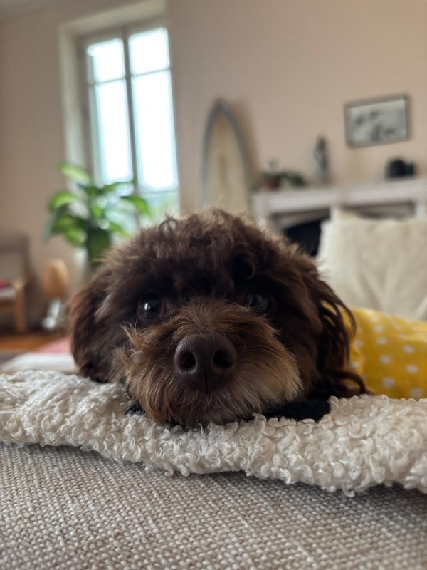Pippi