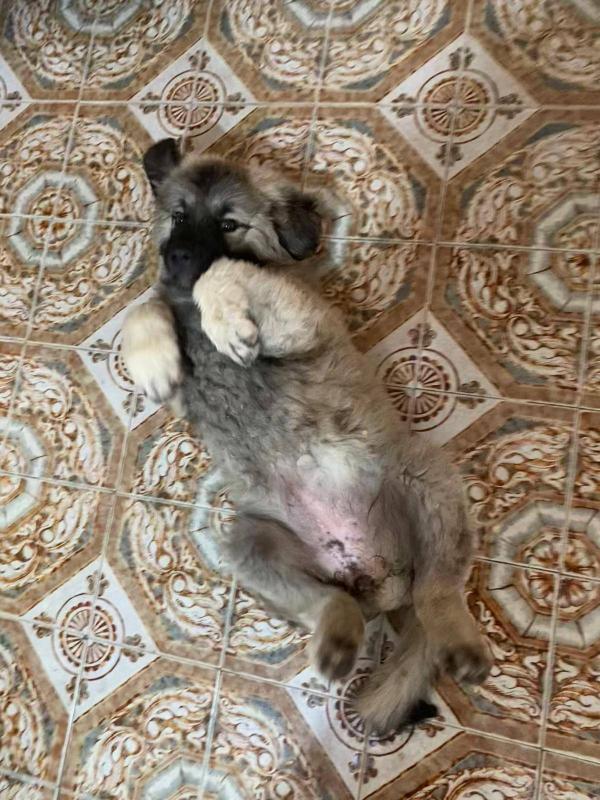 Masha